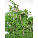 Box of Cedar Branches