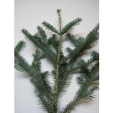 Box of Fraser Fir Branches