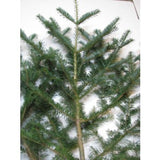 Box of Fraser Fir Branches