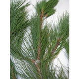 Box of Red Pine Branches