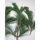 Box of Red Pine Branches