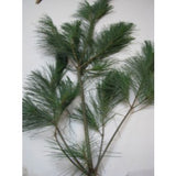 Box of Red Pine Branches